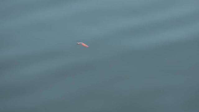 Nemertina смотреть онлайн