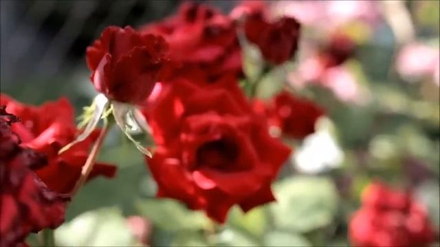 Полное Перерождение на многих уровнях-Зимнее Солнцестояние смотреть онлайн