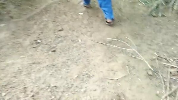 horse VIP amazing video village in