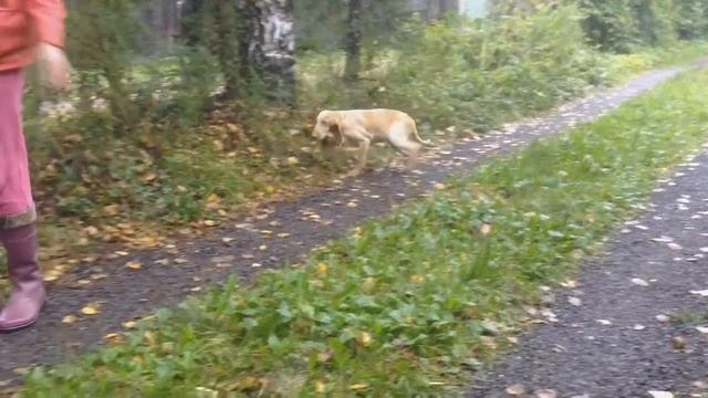 Puppy Bracco Italiano (Бракко Итальяно, Итальянский Бракк) смотреть онлайн