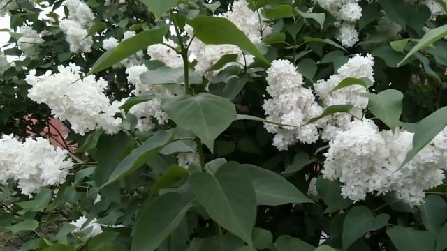 МОЛОДАЯ КРАСОТКА! Посмотрите как выглядит мама певца SHAMAN (Шаман) смотреть онлайн