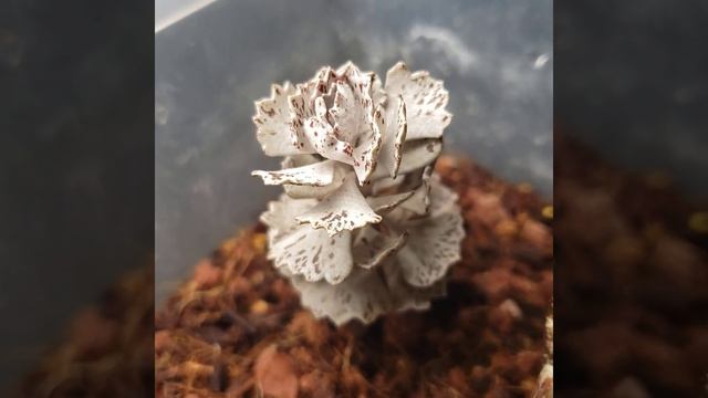 雀扇/姬宮 Kalanchoe rhombopilosa смотреть онлайн
