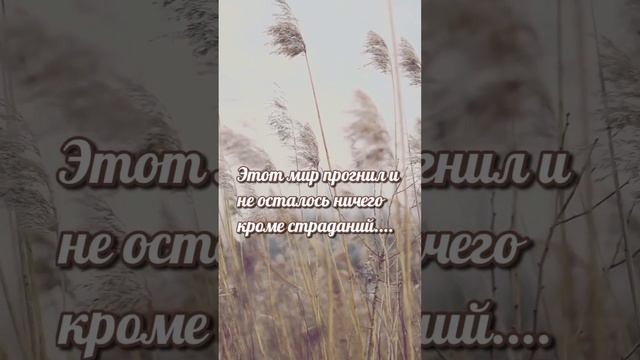 Этот мир прогнил и не осталось ничего кроме страданий...Раиса Самирова. смотреть онлайн