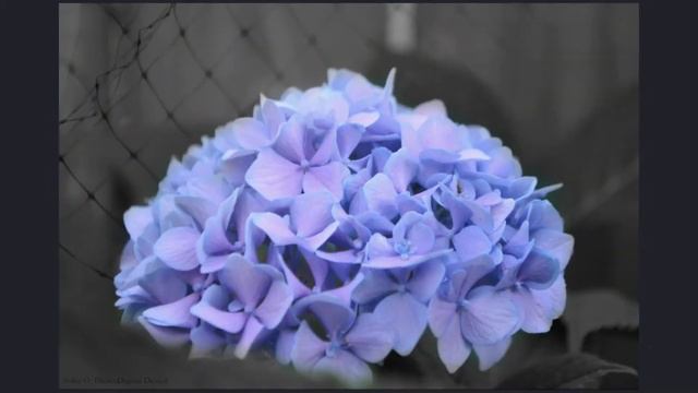 Principles of Art: Using BALANCE in Photography смотреть онлайн