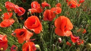 Красные маки. Бесплатные футажи.