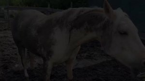 Первые дни после ПОКУПКИ лошади | Закупка на 20 ТЫСЯЧ! | Vlog