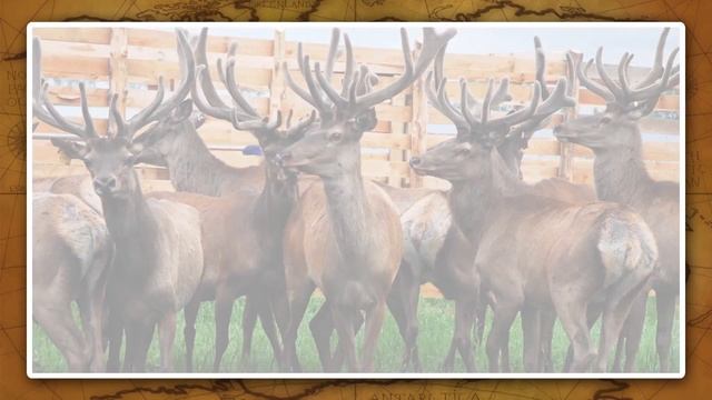 Южная Сибирь. Население и хозяйство. Видеоурок по географии 9 класс смотреть онлайн