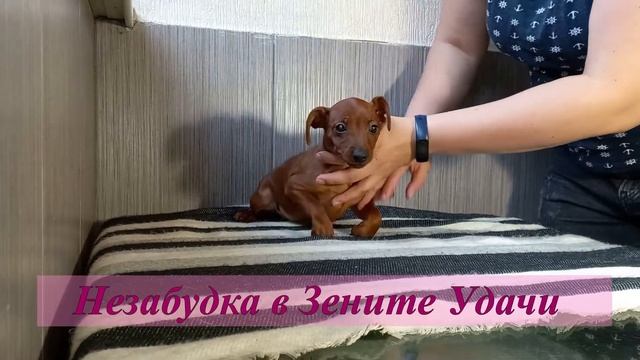 Как сфотографировать щенков цвергпинчера 3 месяцев / How To Photograph Miniature Pinscher Puppies
