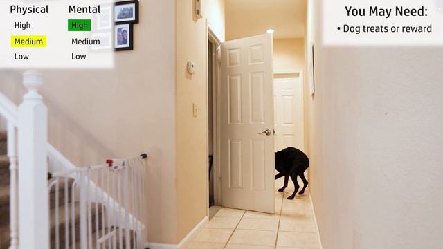 13 Fun Doberman Activity Ideas—Plus a FREE Guide! смотреть онлайн