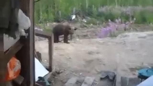 Сахалинский собака против медведя смотреть онлайн