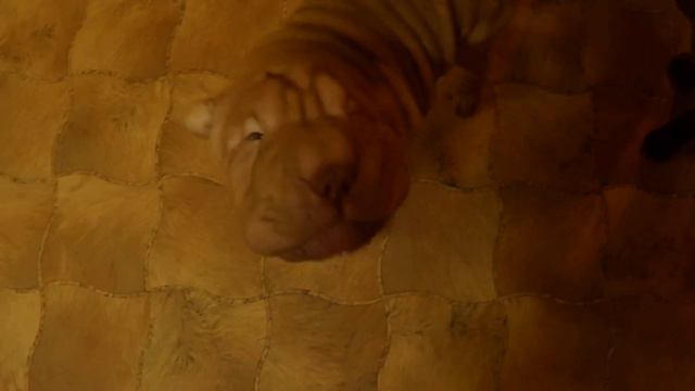 Шар-Пеи питомника "Цин-Лун" смотреть онлайн