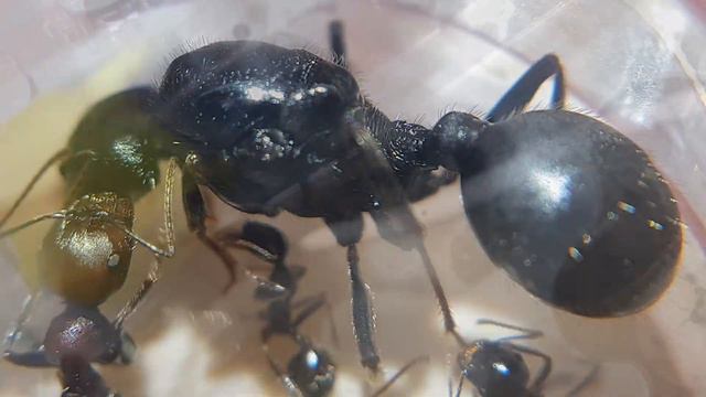 Messor Arenarius Vs Messor Cephalotes сравнение крупнейших мессоров в мире!
