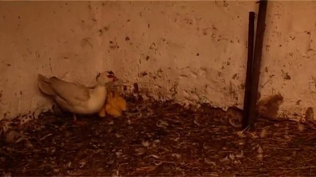 Мускусные утки, разведение смотреть онлайн
