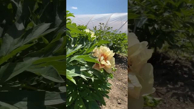 Пион “Callie’s Memory” относится к ито-гибридам,получен путем скрещивания травянистых и древовидных смотреть онлайн