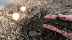 САМЫЙ УРОЖАЙНЫЙ СПОСОБ ВЫГОНКИ ЛУКА НА ЗЕЛЕНЬ В ТЕПЛИЦЕ