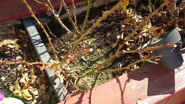ALL ABOUT ROSE PRUNING / SPRING PRUNING смотреть онлайн