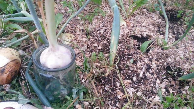 Мульчирование. Урожай лука и чеснока. смотреть онлайн
