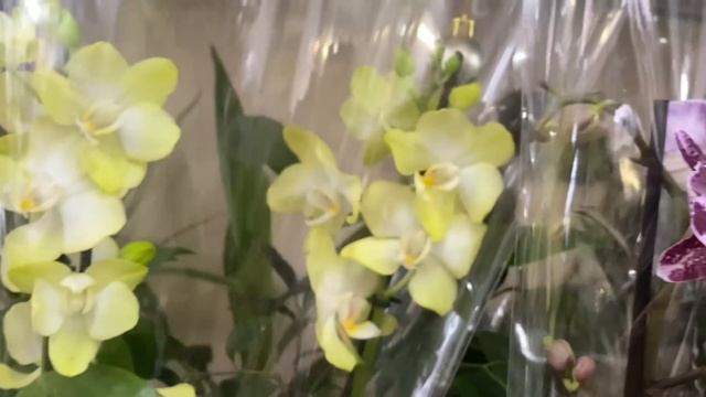 ПРИВОЗ орхидей в Фиалку/ БЫВАЕТ И ТАКОЕ. Есть отправка почтой по РБ.Ссылка в описании. смотреть онлайн