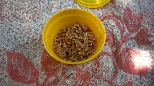 Опарышы легко и быстро дома