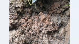 Болотная руда