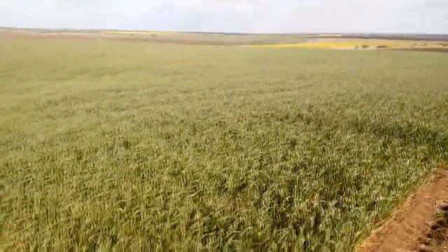 ШОК! Пшеница ожила! Мороз в конце апреля. смотреть онлайн