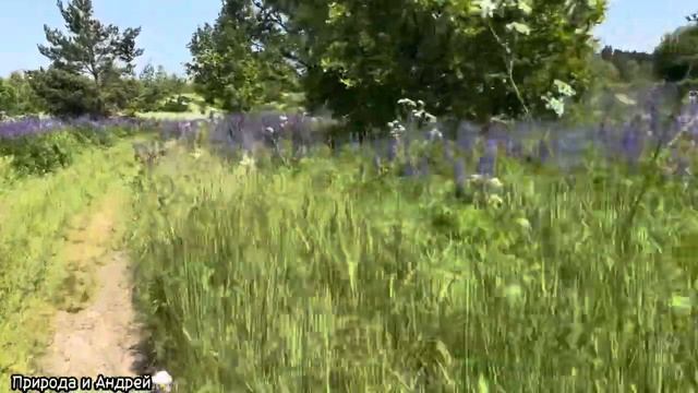 В ЛЕС ЗА ЗЕМЛЯНИКОЙ | ЛУГОВОЕ РАЗНОТРАВЬЕ,АНТИЦИКЛОН И ЖАРА! 16 Июня 2023 года! смотреть онлайн