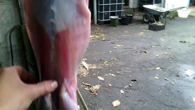 Забой кролика //Жизнь в деревне !!! смотреть онлайн