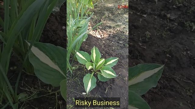 хоста Risky Business смотреть онлайн