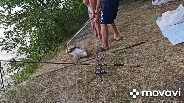 ЛОВЛЯ ТРОФЕЙНОГО ТОЛСТОЛОБА 2020!!! Первая рыбалка на толстолоба смотреть онлайн