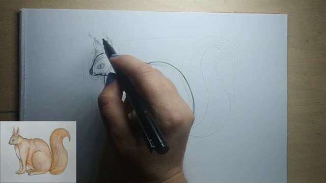 5.Как нарисовать белочку цветными карандашами. Рисование для детей. 5.how to draw a squirrel смотреть онлайн