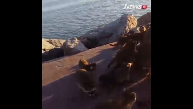 Ржачные животные енотики просто бомба Прикольные животные смотреть онлайн