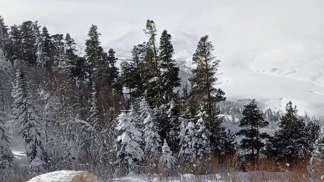 Отдых в Лагонаки 19-21 январь 2021г. Турбаза Оштен Кардон Заповедник Часть 2 смотреть онлайн