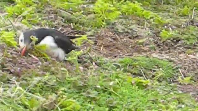 Skomer Island Puffins смотреть онлайн