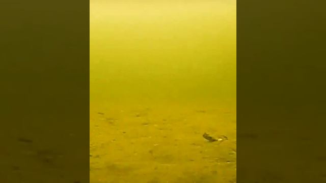 Психанул)) смотреть онлайн