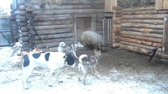 притравка лайки на кабана смотреть онлайн