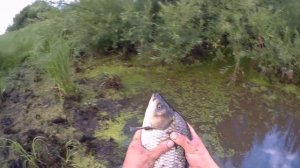 ВЕДРО КАРАСЕЙ ЗА ПОЛЧАСА! Рыбалка кастинговой сетью!