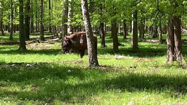 Зубр в Приокско-Террасном заповеднике смотреть онлайн