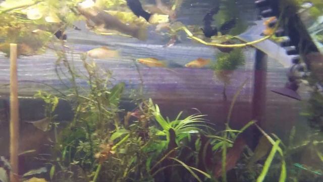Меченосец янтарный (желтый, ананасный, лимонный) Xiphophorus helleri смотреть онлайн