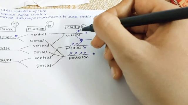 Brachial plexus/Sympathetic innervation/Upperlimb anatomy смотреть онлайн