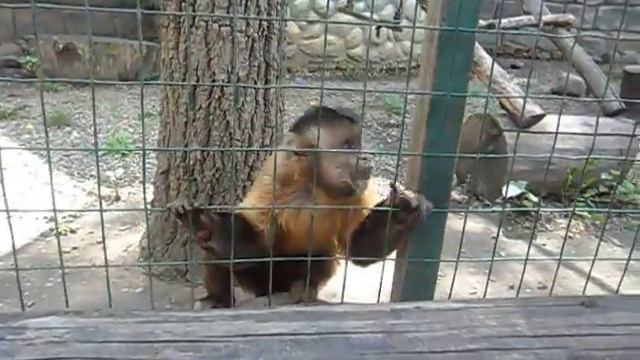 Ну, очень злая обезьянка ) смотреть онлайн