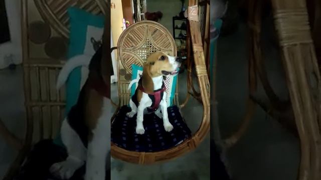 # beagle#rock a bye baby#dog swing # viral смотреть онлайн
