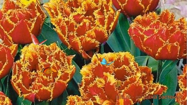 Тюльпан бахромчатая Фриндж Солтайс (tulipa) ? обзор: как сажать, луковицы тюльпаны Фриндж Солтайс смотреть онлайн