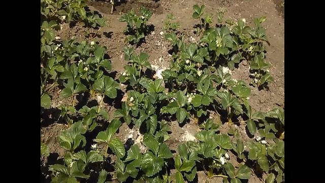 ПРОДАЖА САЖЕНЦЕВ КЛУБНИКИ. ВЫСЫЛАЮ ПО ВСЕЙ УКРАИНЕ. смотреть онлайн