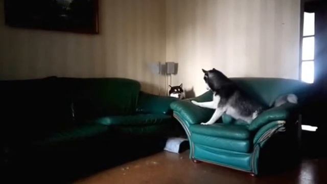 Хаски сходит сума))) My husky Buran goes crazy))) смотреть онлайн