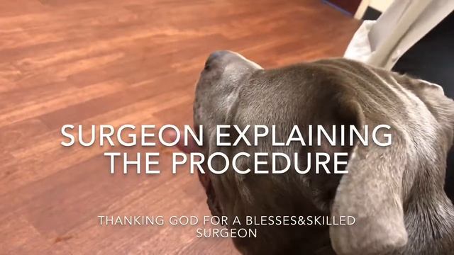 MedVet Hospital/Humongous tissue mass removal surgery consultation!!/Salivary Mucocele in dogs смотреть онлайн
