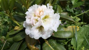 В гостях у Натальи Петренко  Как перезимовали рододендроны.