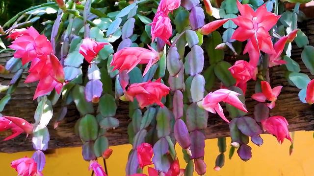 FLOR DE MAIO (SCHUMBERGERA TRUNCATA), CACTO DE NATAL, CACTO DE PÁSCOA, FLOR DE SEDA, FAZER MUDAS. смотреть онлайн