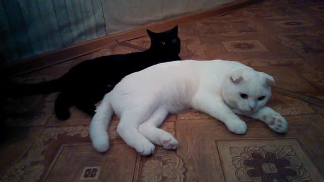 шотландский кот смотреть онлайн