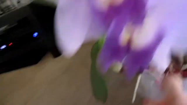 Blooming orchid update. Long time no see Youtube! смотреть онлайн