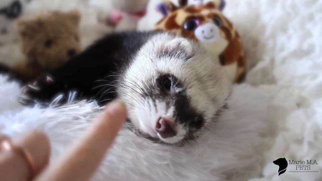 Милый зевающий хорек Рикки | Heartwarming Sleepy Baby Ferret | Rikki the Ferret смотреть онлайн
